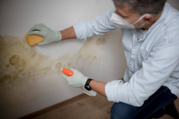 Best Health and Safety Mold Remediation in Trinity, AL