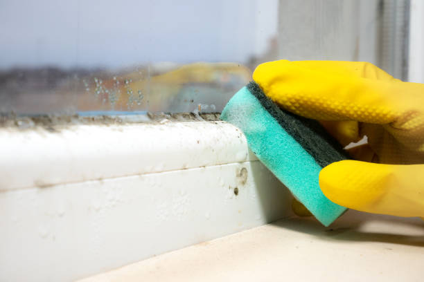 Best Insurance-Related Mold Remediation in Trinity, AL