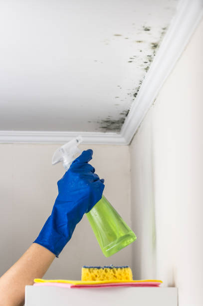 Best Attic Mold Remediation in Trinity, AL