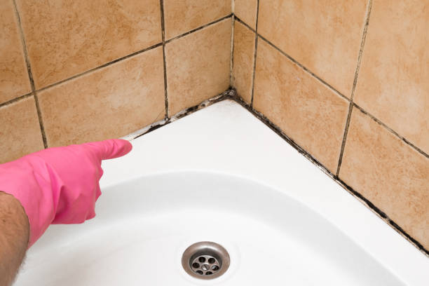 Best Black Mold Remediation in Trinity, AL